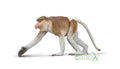 CollectA - 80014 - NASENAFFE (L)
