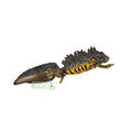 CollectA - 80064 - Kammmolch (L)