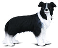 CollectA - 88010 - * BORDER COLLIE (M)