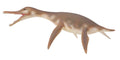 CollectA - 88520 - DOLICHORHYNCHOPS (M)