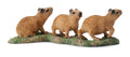 CollectA - 88541 - CAPYBARA-JUNGE (S)