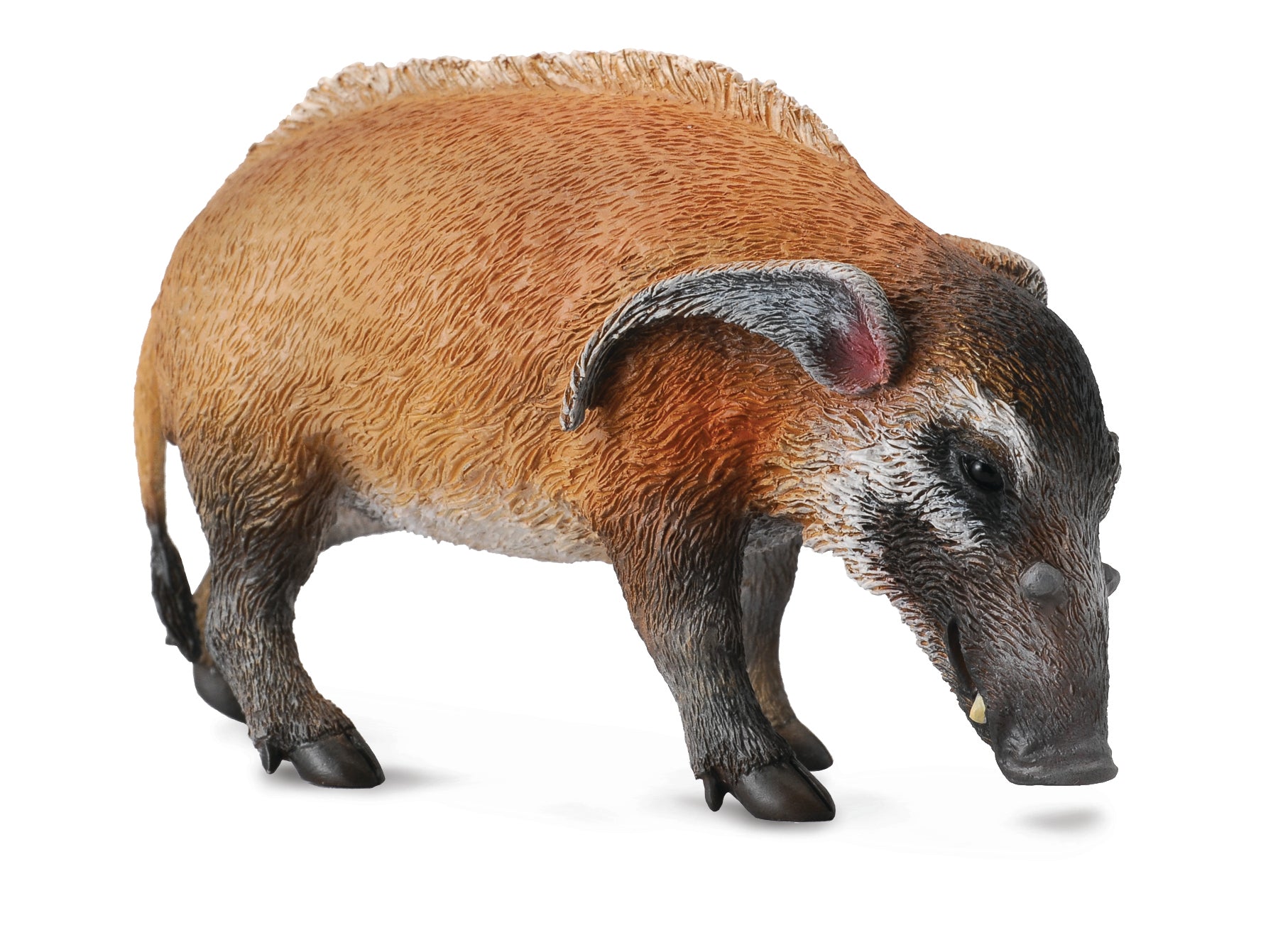 CollectA - 88554 - PINSELOHRSCHWEIN (L)