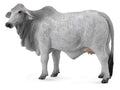 CollectA - 88580 - BRAHMAN KUH ZEBU (L)