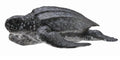 CollectA - 88680 - LEDERSCHILDKRÖTE (M)