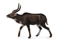 CollectA - 88689 - BERGNYALA (L)