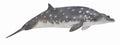 CollectA - 88761 - BLAINVILLE SCHNABELWAL (L)