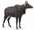 CollectA - 88764 - NILGAUANTILOPE (L)