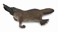 CollectA - 88795 - SCHNABELTIER (M)