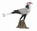 CollectA - 88796 - SEKRETÄR (L)