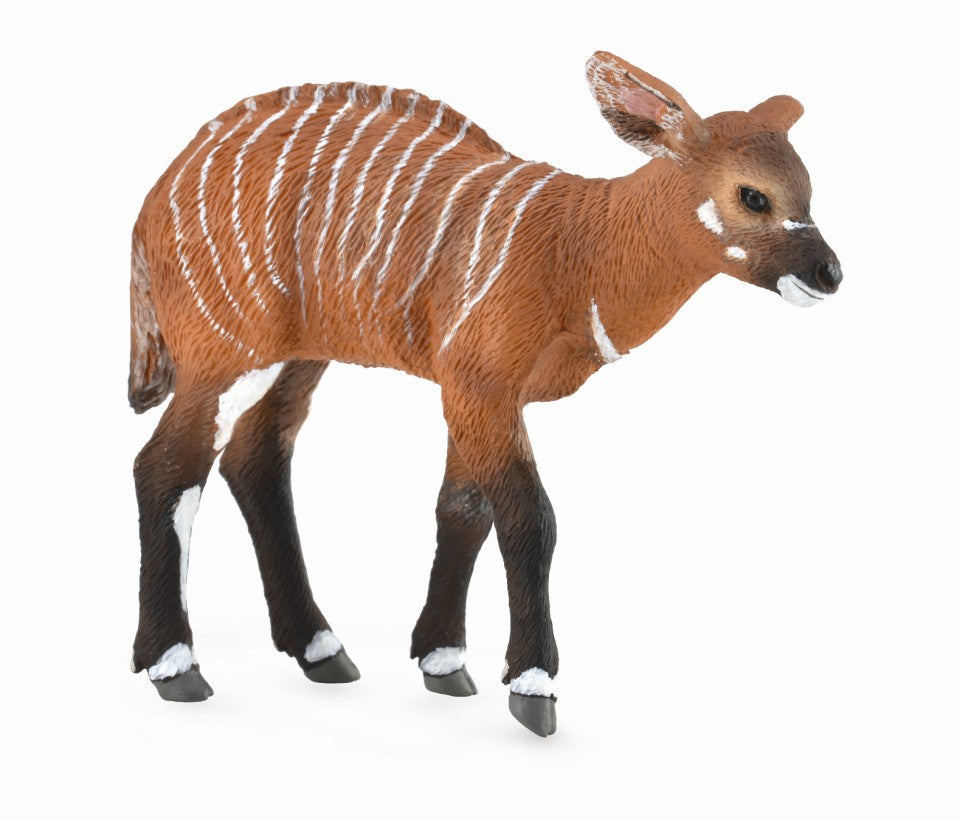 CollectA - 88823 - BONGO KALB (M)