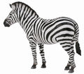 CollectA - 88830 - STEPPENZEBRA (L)