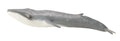 CollectA - 88834 - BLAUWAL  (XL)