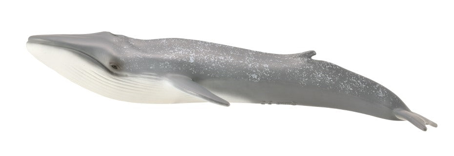 CollectA - 88834 - BLAUWAL  (XL)