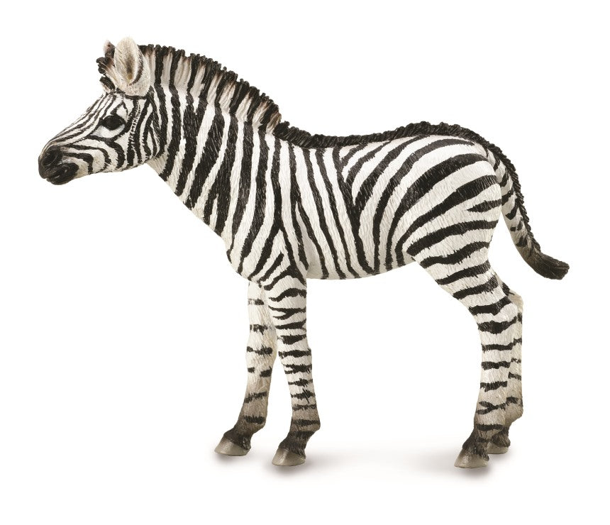 CollectA - 88850 - ZEBRAFOHLEN (M)