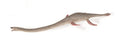CollectA - 88922 - ELASMOSAURUS (L)