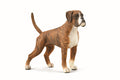 CollectA - 88936 - BOXER (L)