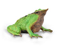 CollectA - 88938 - DARWIN - FROSCH (M)