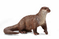 CollectA - 88941 - FISCHOTTER (M)