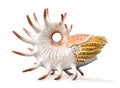 CollectA - 88946 - COOPEROCERAS (XL)