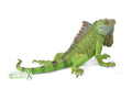 CollectA - 88965 - LEGUANE (XL)