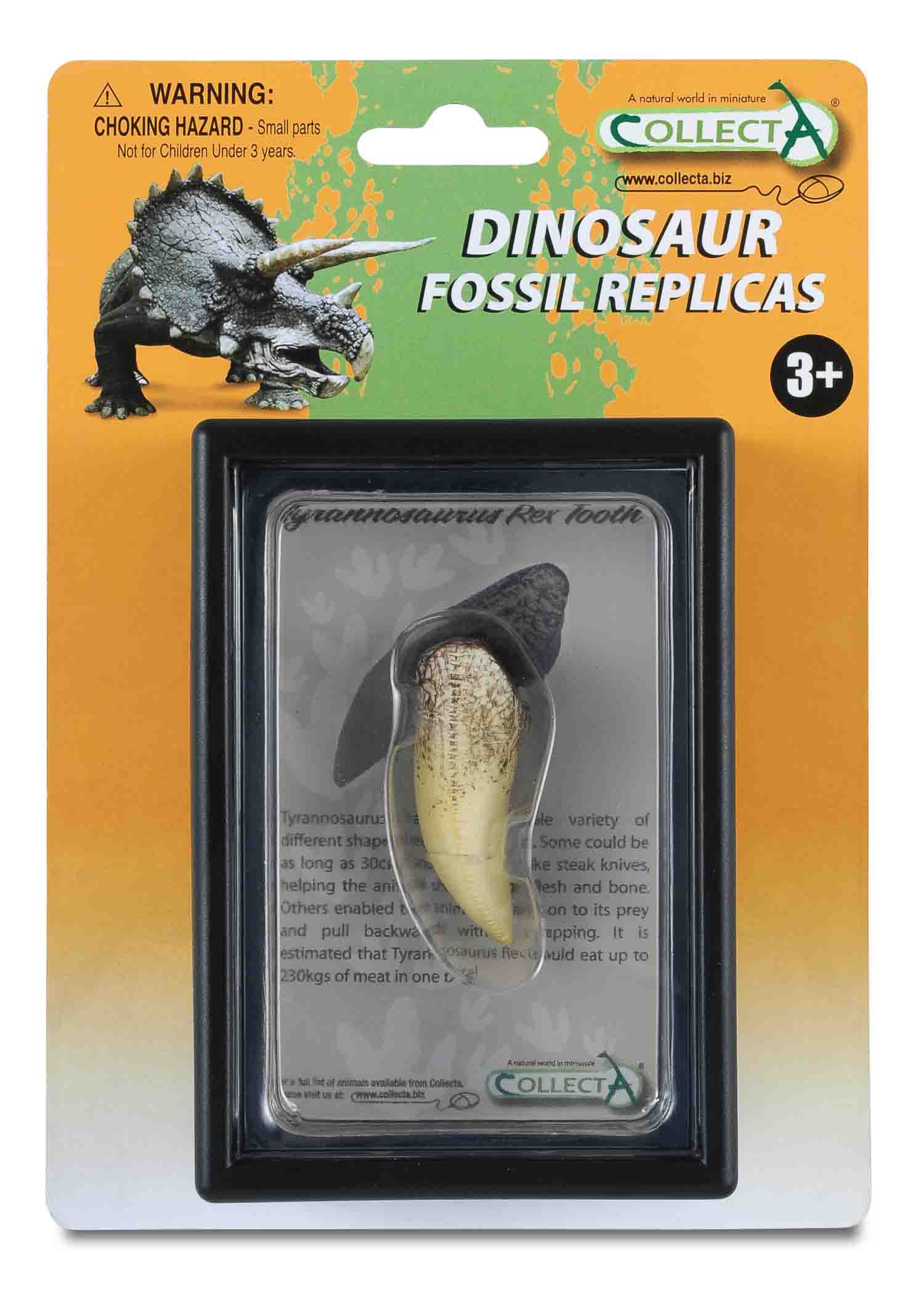 CollectA - 89281 - T-REX ZAHN,Display-Kästchen