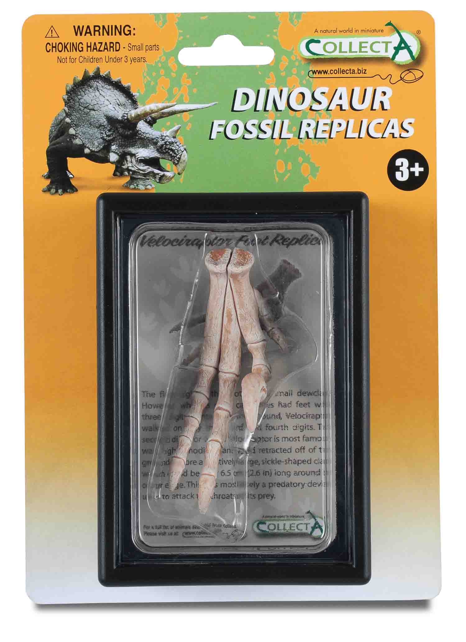 CollectA - 89285 - VELOCIRAPTOR FUSSNACHBILDUNG, Display-Kästchen