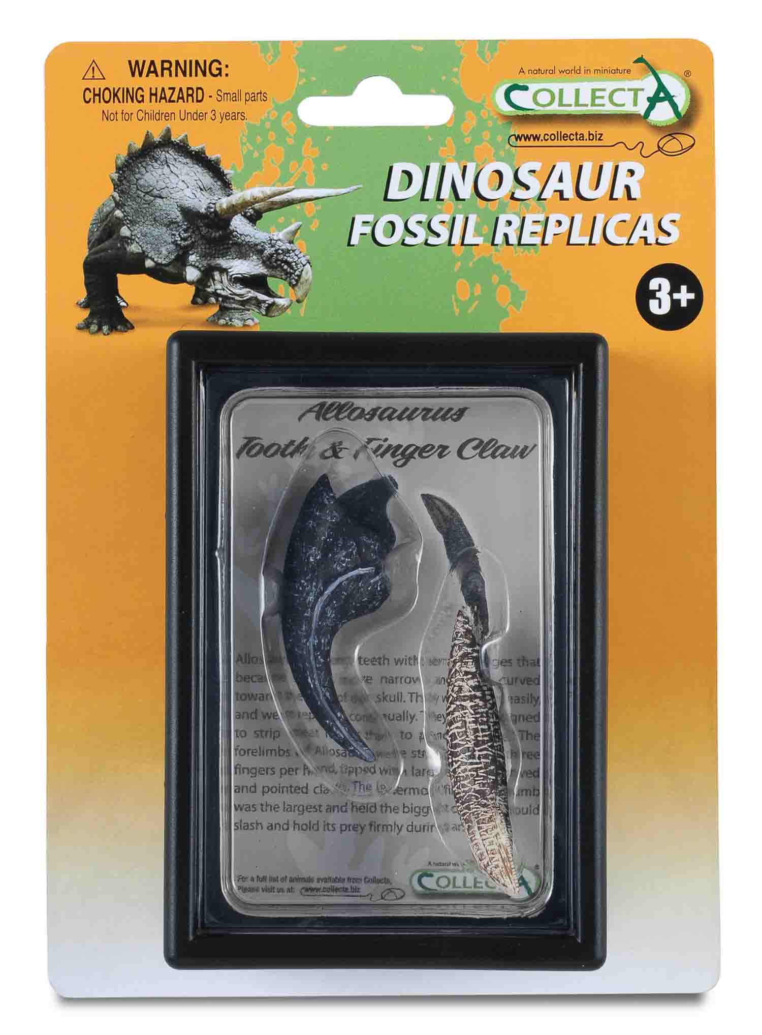 CollectA - 89288 - ALLOSAURUS ZAHN UND VORDERFUSSKRALLE, Display-Kästchen
