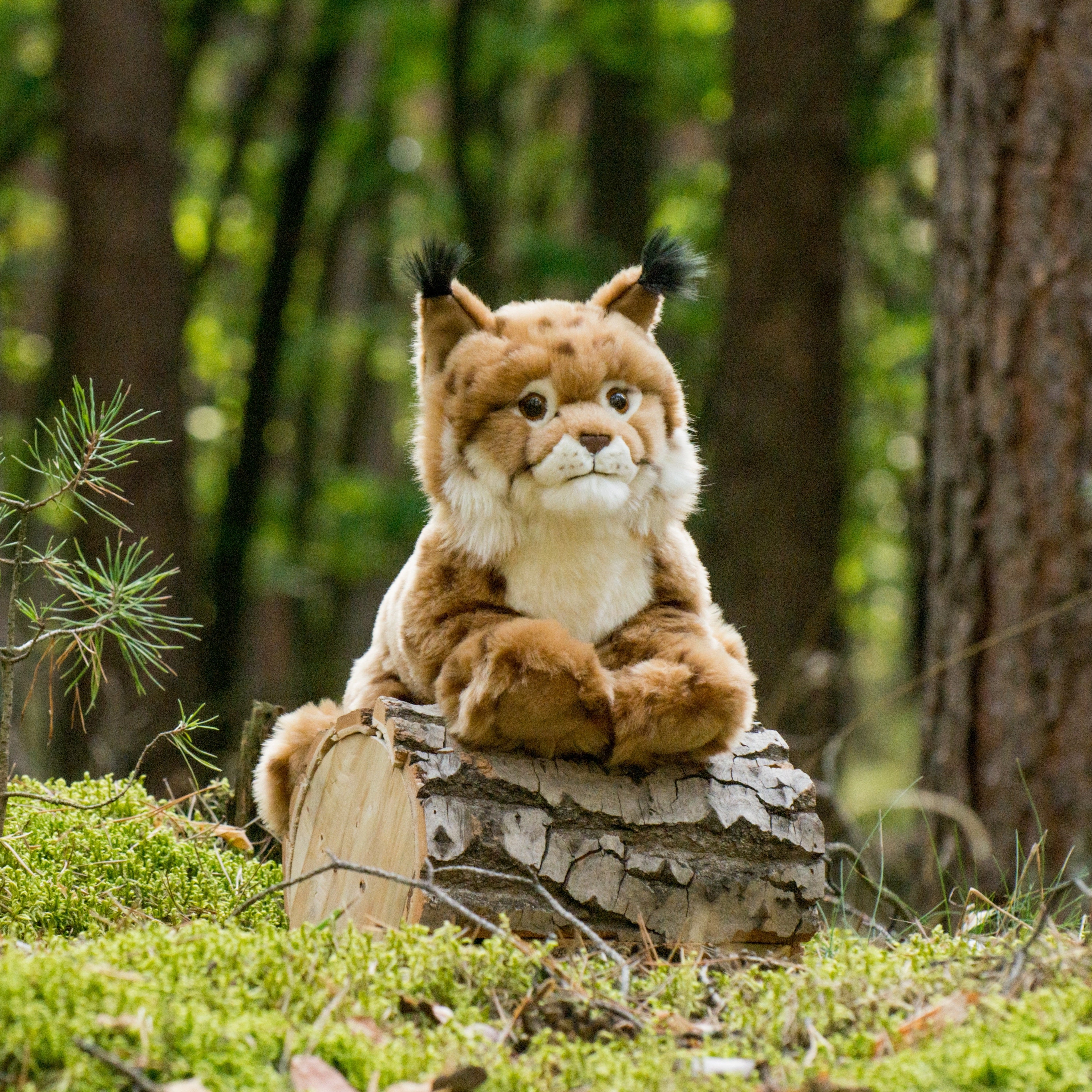 Luchs liegend 45 cm
