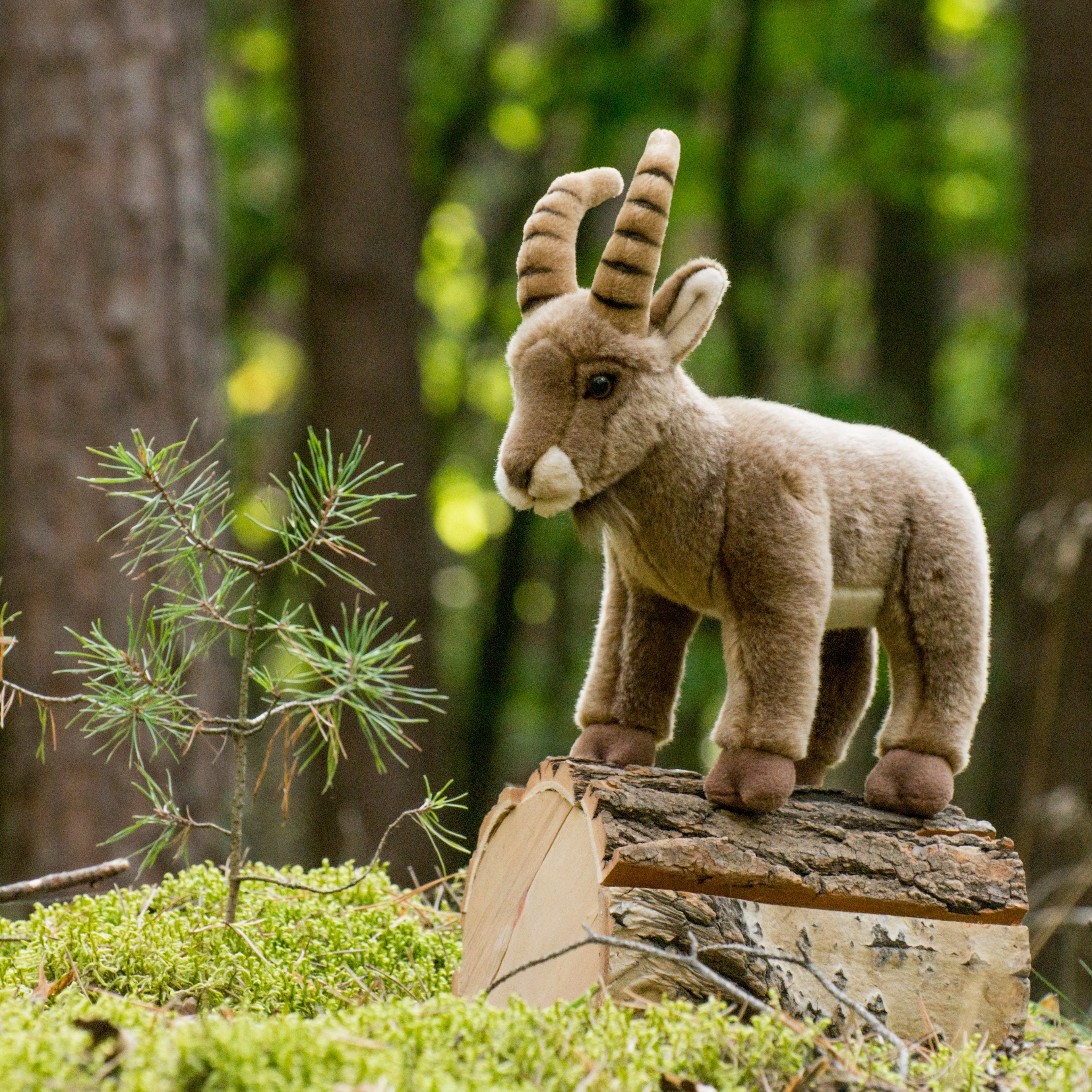 Steinbock 26 cm