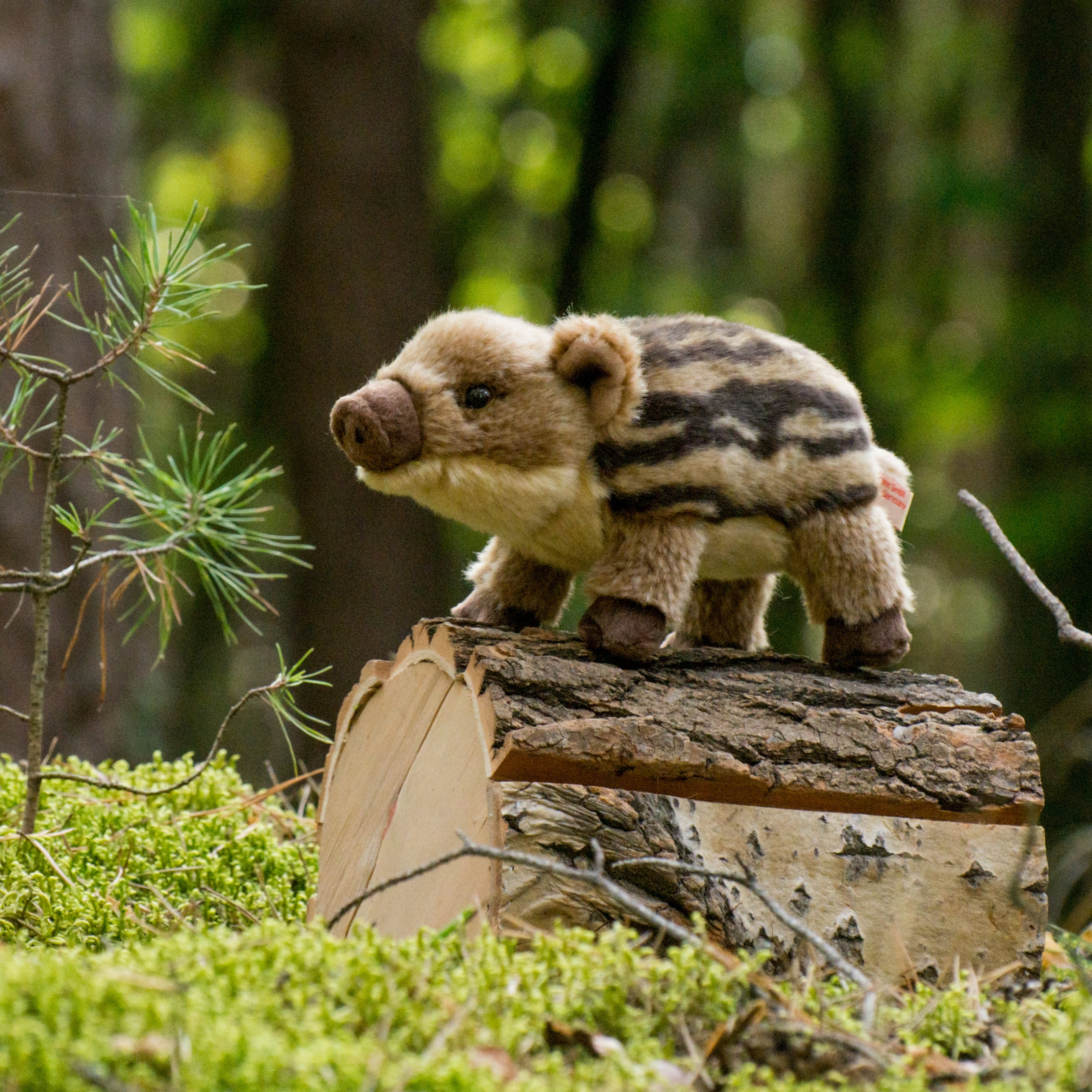 Wildschweinfrischling 22 cm