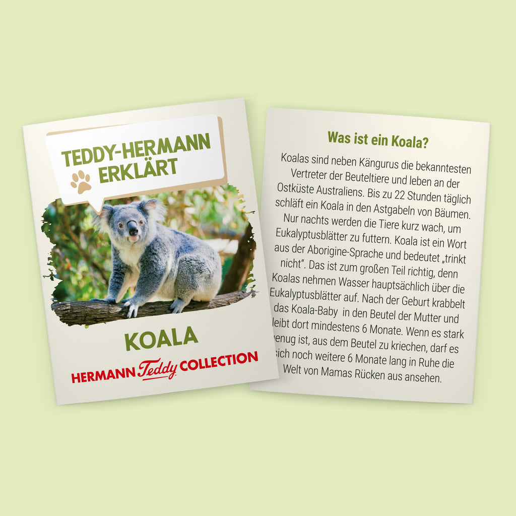 Koalabär 21 cm