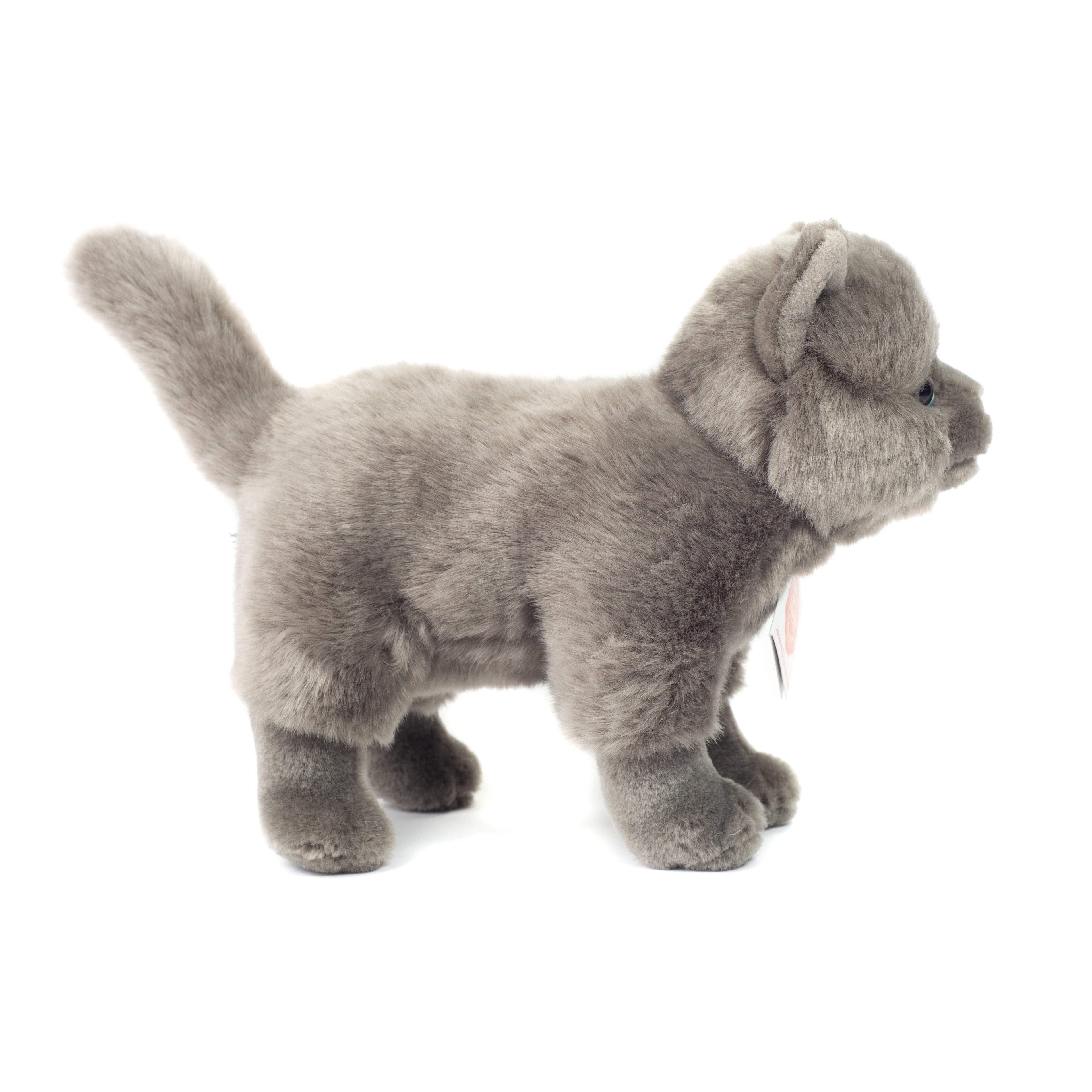 Kartäuserkatze stehend 20 cm