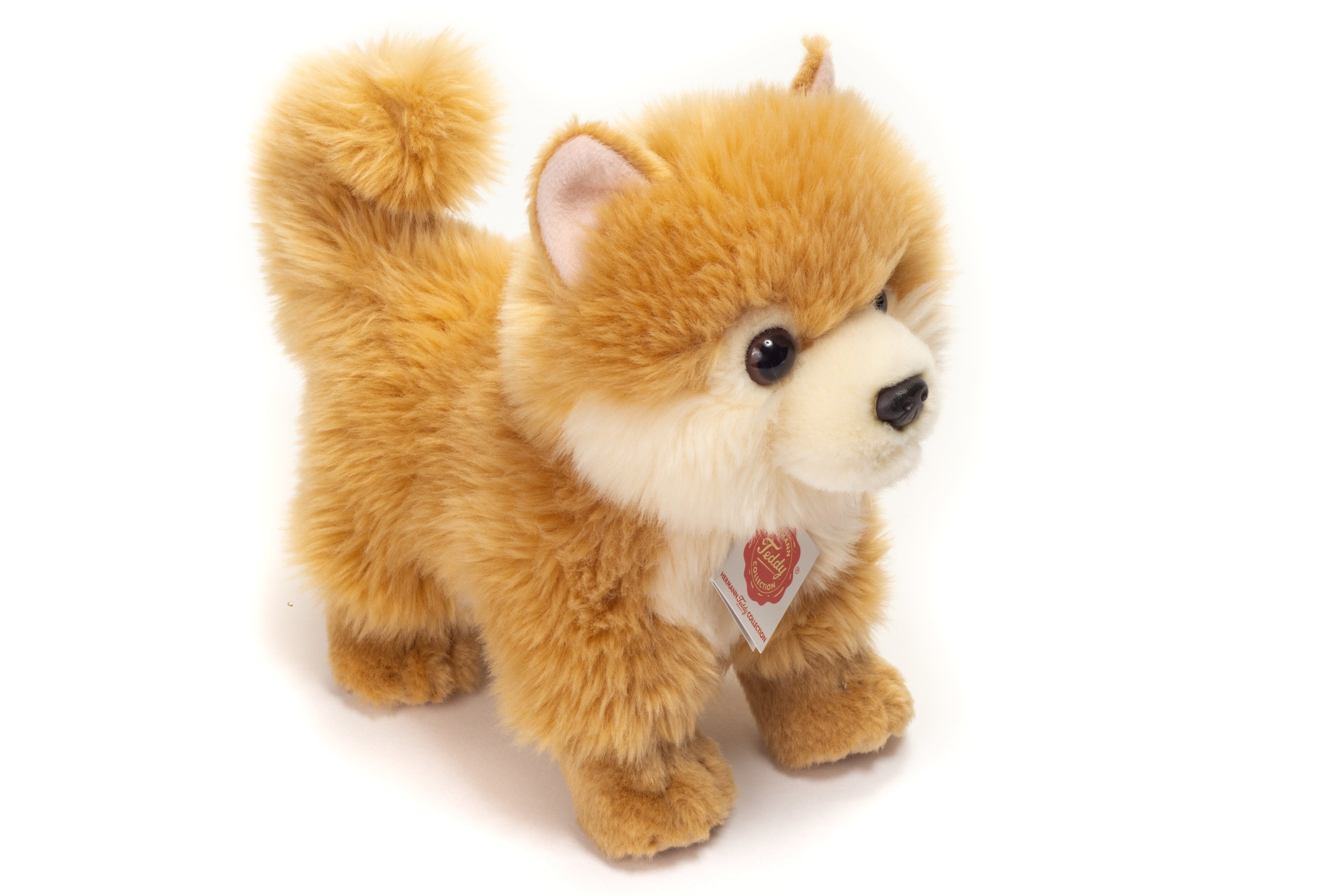 Zwergspitz 22 cm