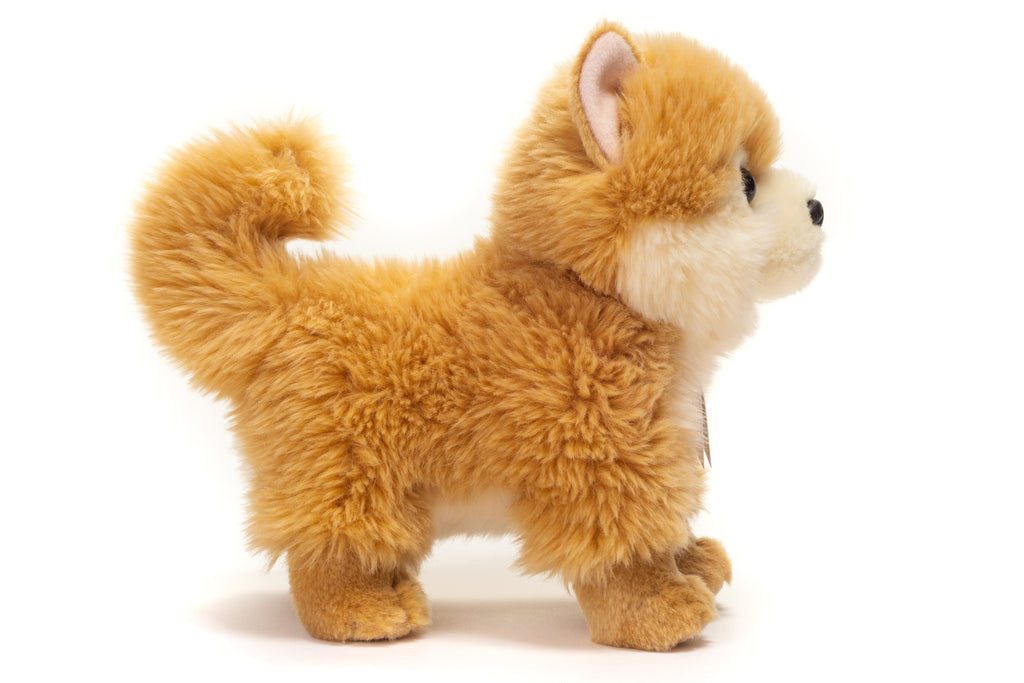 Zwergspitz 22 cm
