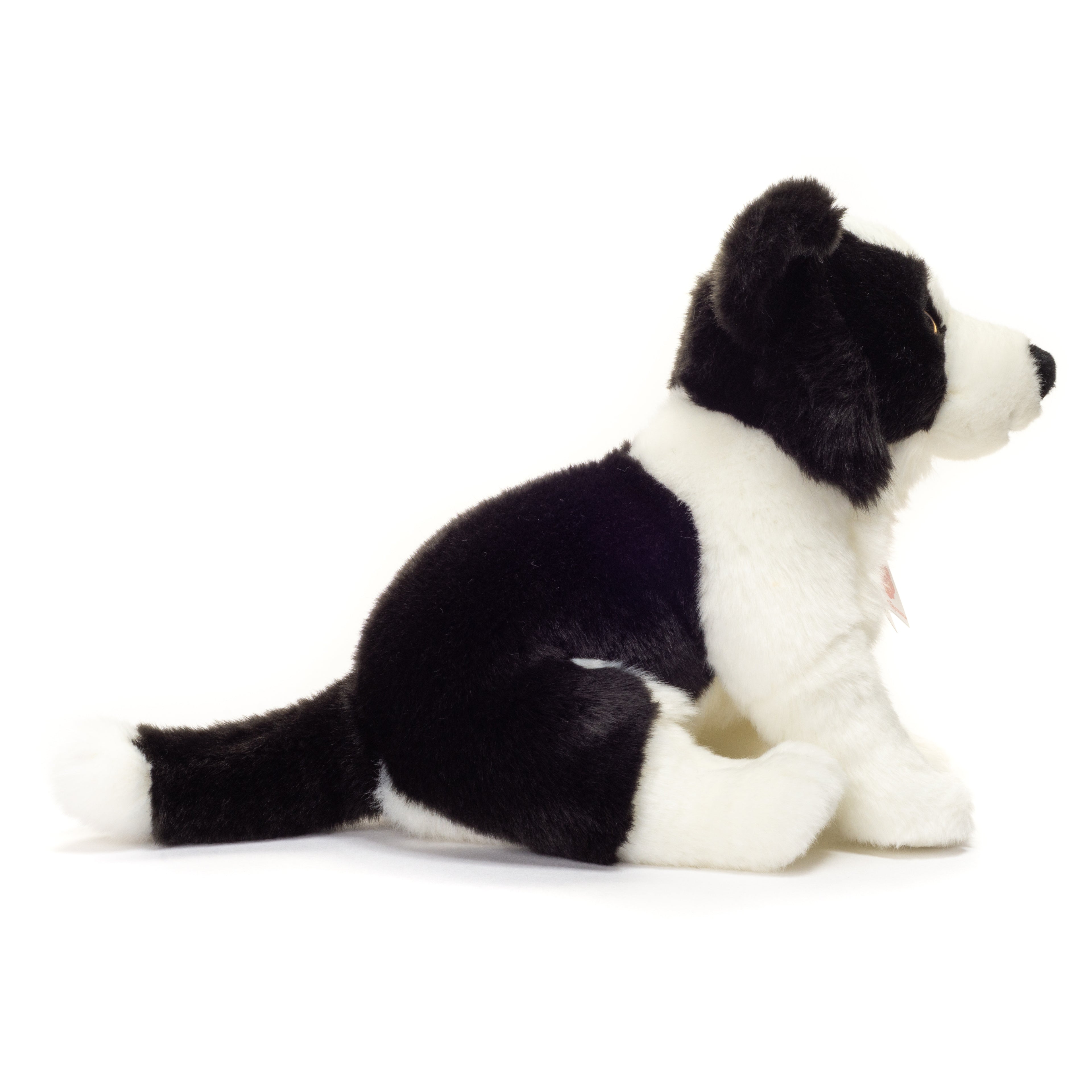 Border Collie Welpe sitzend 25 cm