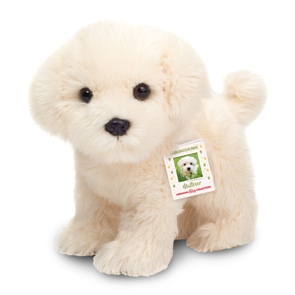 Malteser stehend 23 cm