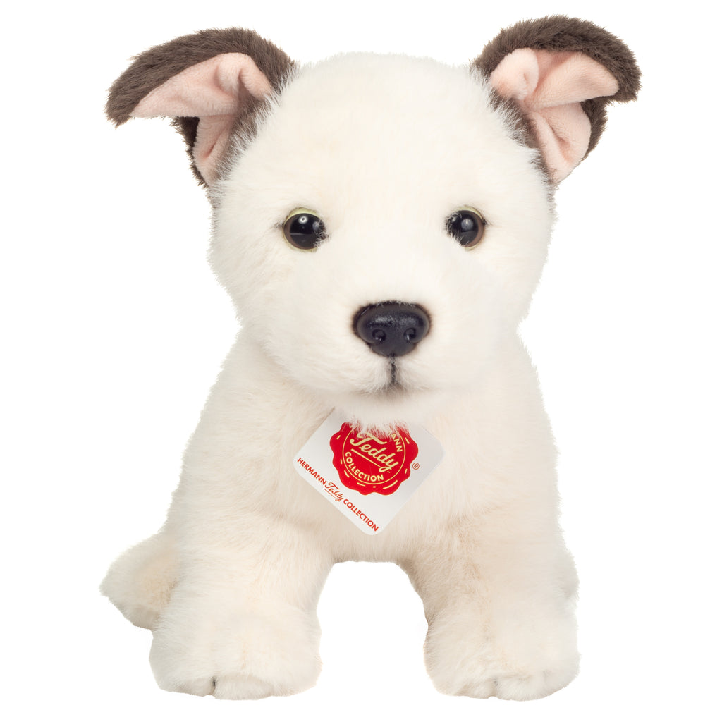 Hundewelpe Russell 25 cm