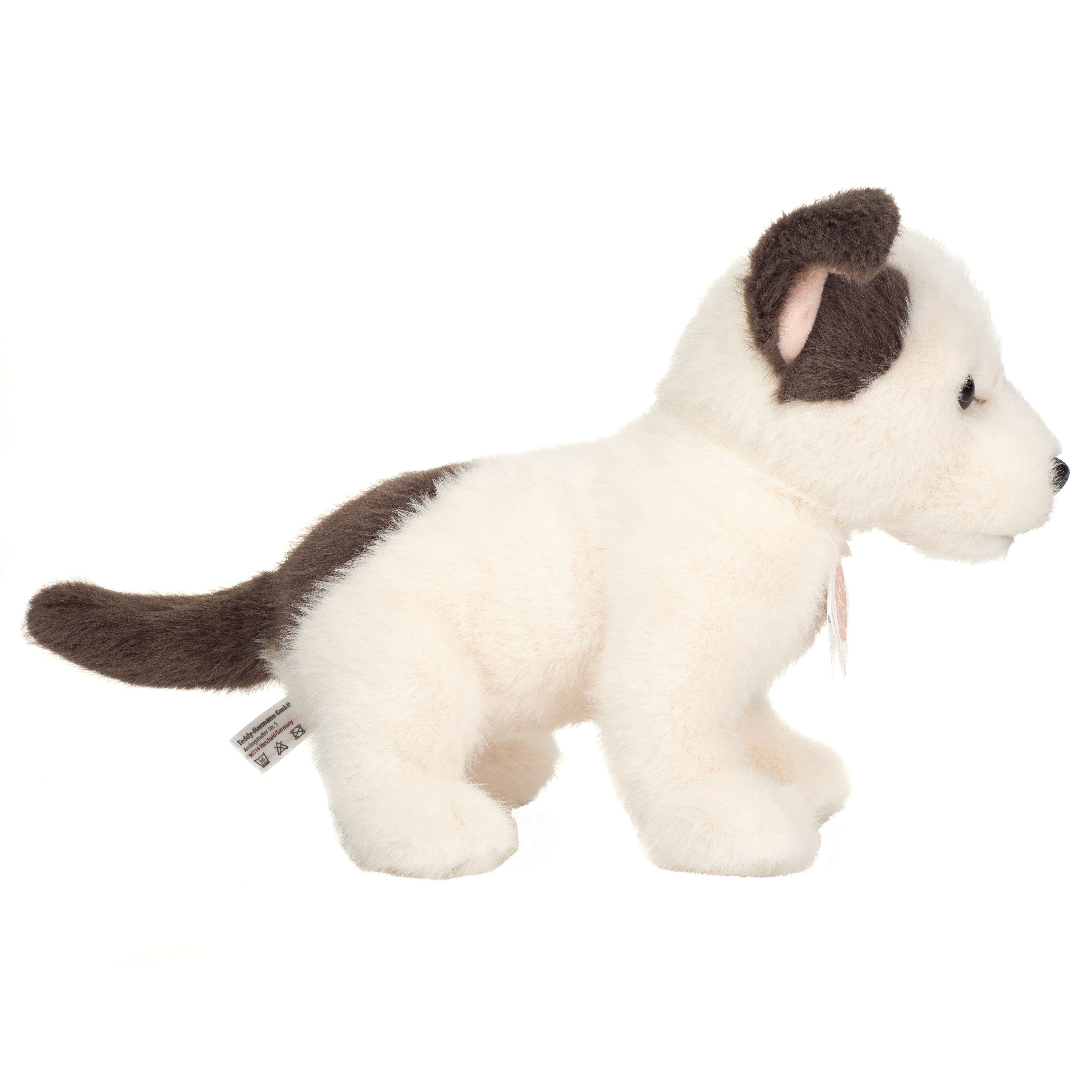 Hundewelpe Russell 25 cm
