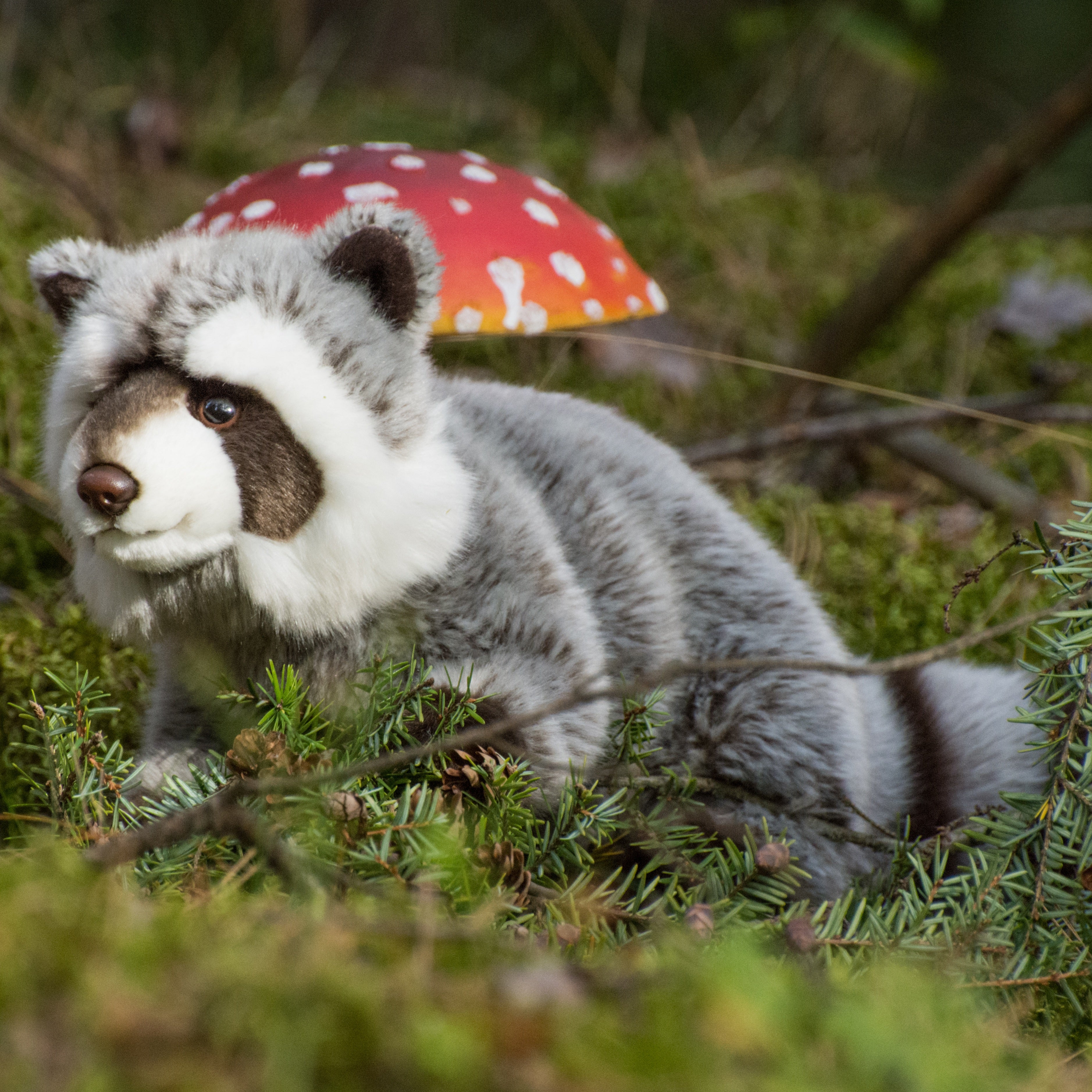 Waschbär 29 cm