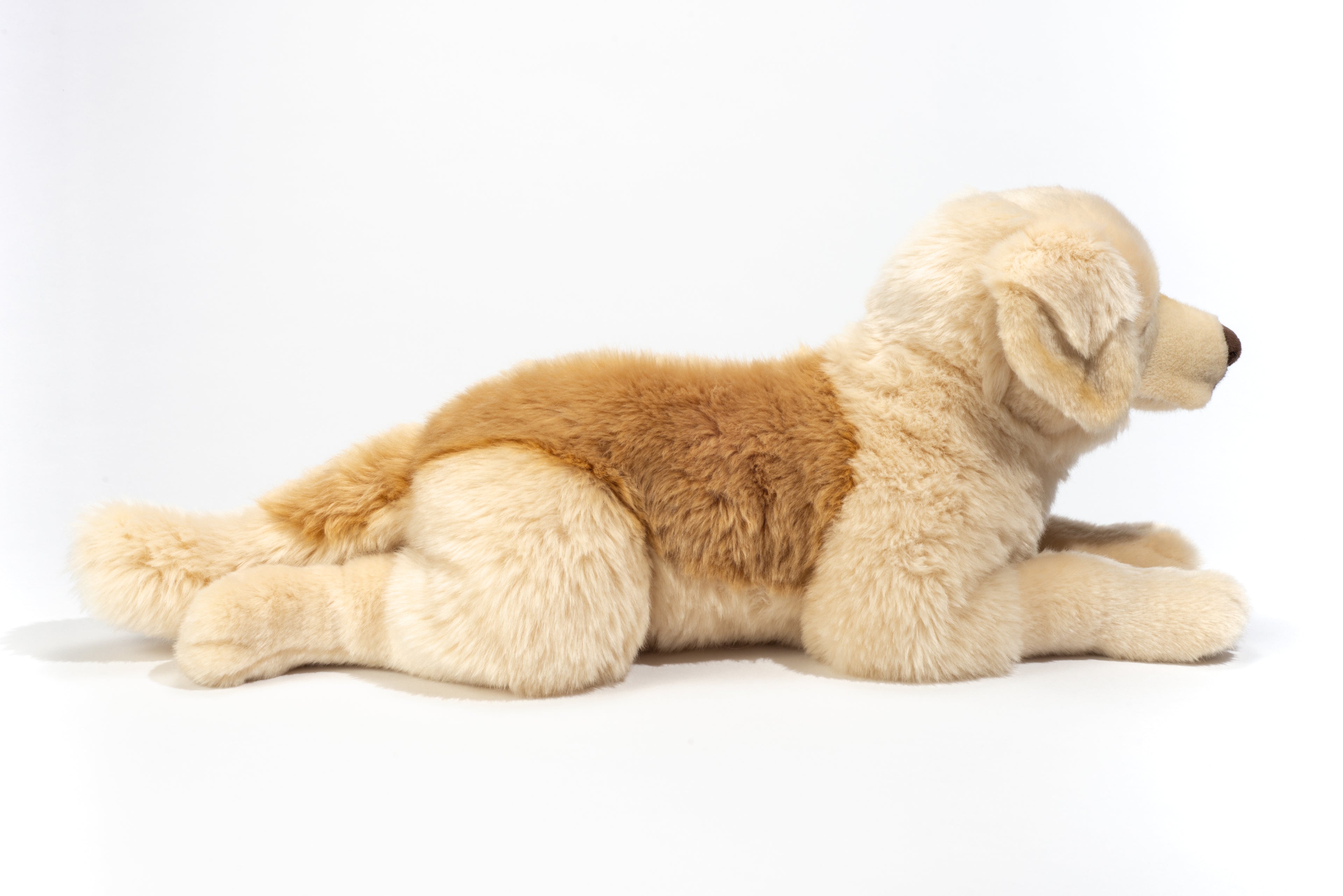 Golden Retriever liegend 60 cm