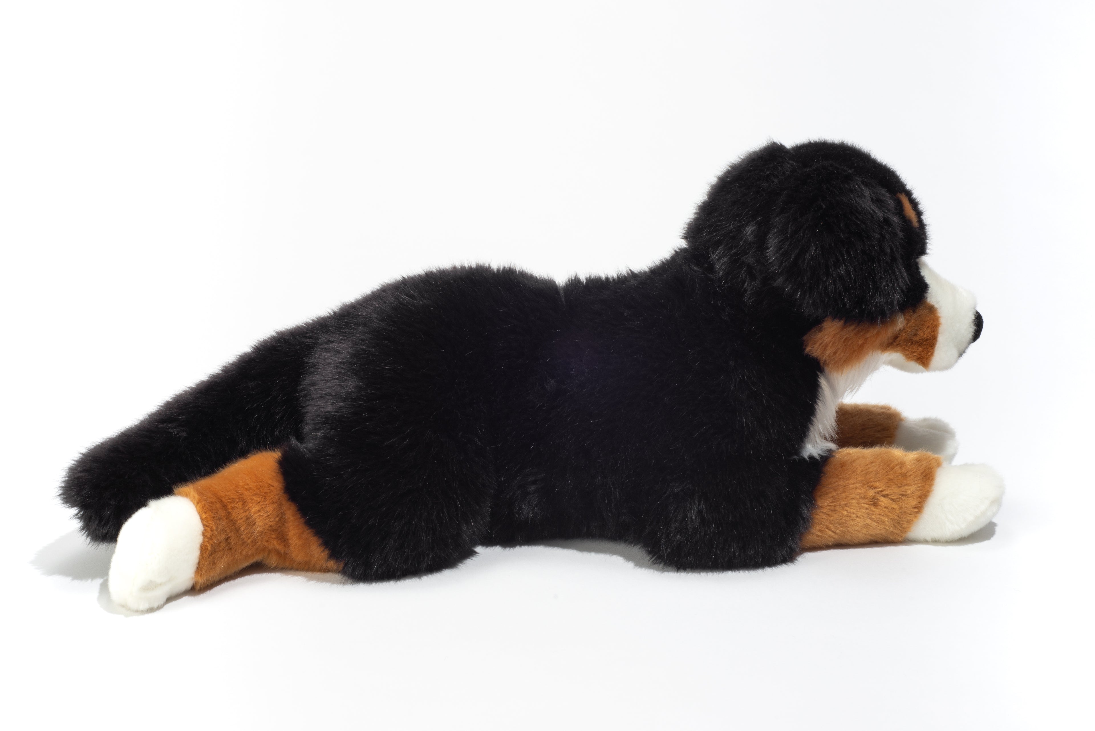 Berner Sennenhund liegend 60 cm