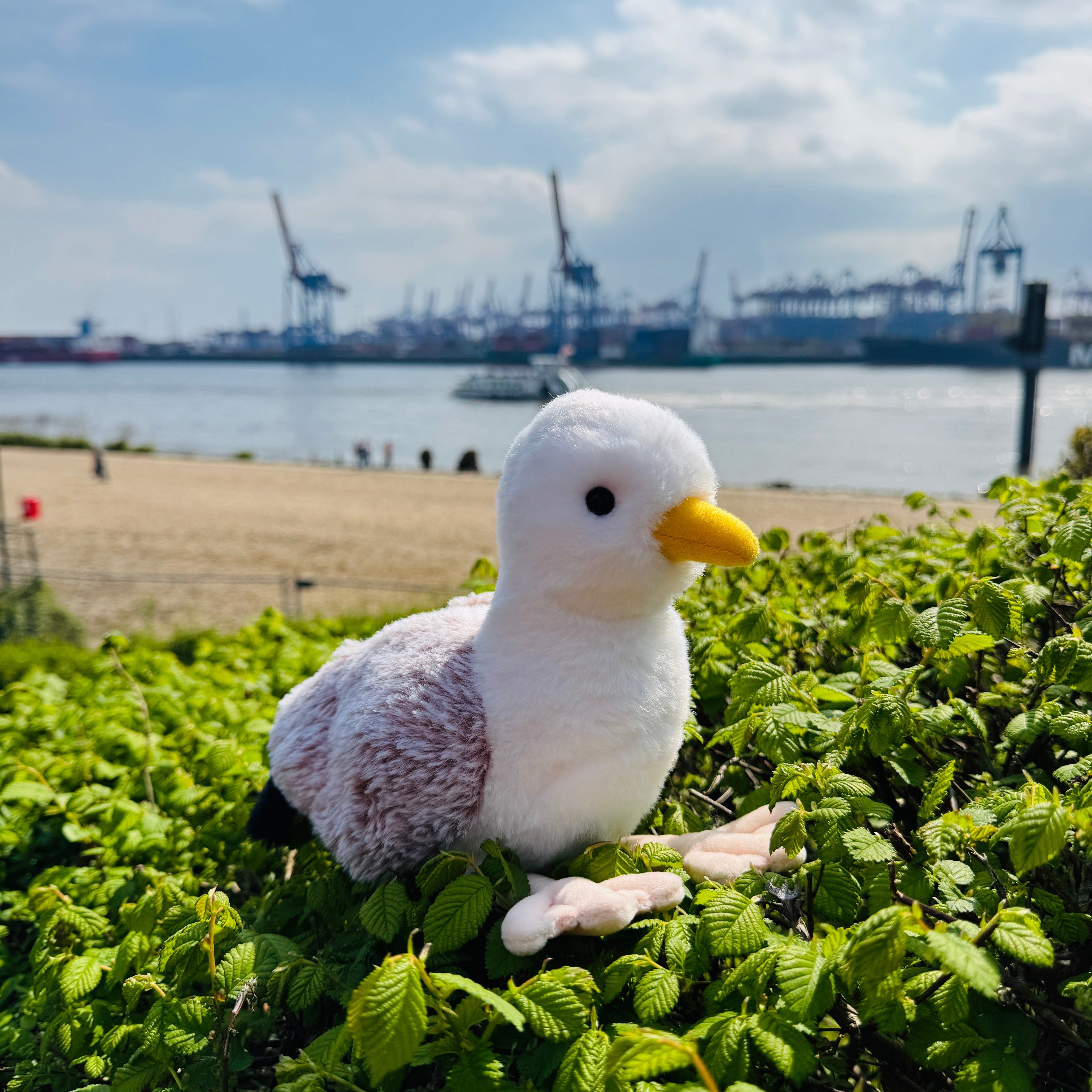 Möwe 20 cm
